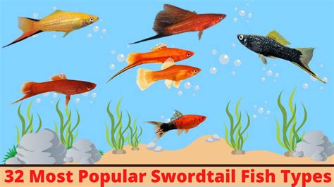 32 Most Popular Swordtail Fish Types - YouTube