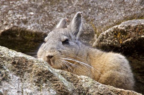 Chinchilla Facts - Animal Facts Encyclopedia