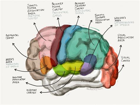 The Neuroscience of Learning & Memory: Part I – David Handel, MD – Medium