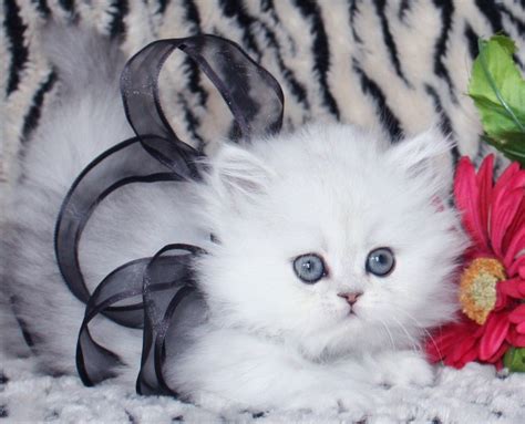 Teacup Persian Kittens : Biological Science Picture Directory – Pulpbits.net