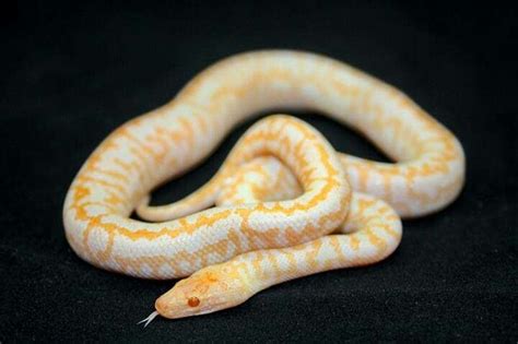 Albino spotted python Serpent Snake, Witch Cottage, Albino, Python, Reptiles, Habitats, Lizard ...