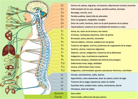 GANOLIFE GRUPO ALFA INTERNACIONAL: RELACIÓN DIRECTA DE LAS VERTEBRAS ...