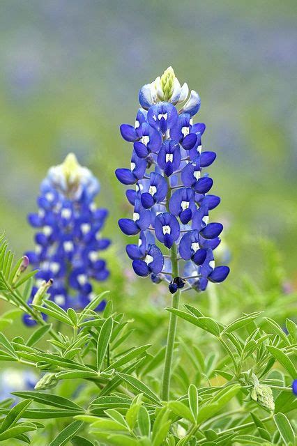 Bluebonnet Quotes - ShortQuotes.cc