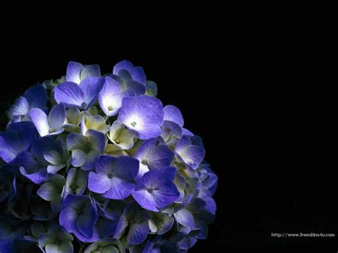 Blue Hydrangea Wallpaper - WallpaperSafari