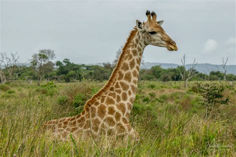 Southern Giraffe (Giraffa giraffa) | Wildlife Vagabond