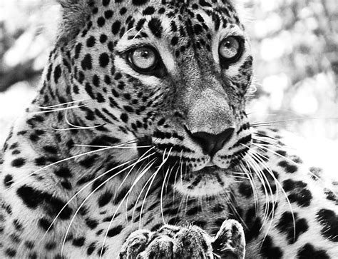 Fotos gratis : en blanco y negro, animal, fauna silvestre, Zoo, gato, monocromo, de cerca ...