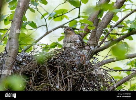 Accipiter nisus. The nest of the Eurasian Sparrowhawk in nature Stock Photo - Alamy