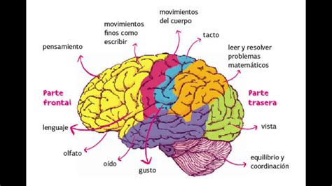 DE NEURONAS, EMOCIONES Y MOTIVACIONES - YouTube