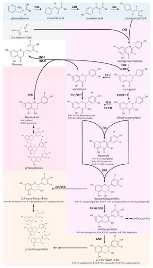 Plants | Free Full-Text | Automatic Identification of Players in the Flavonoid Biosynthesis with ...