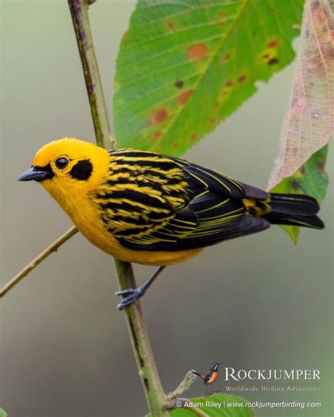 Golden Tanager | Pretty birds, Beautiful birds, Bird photo