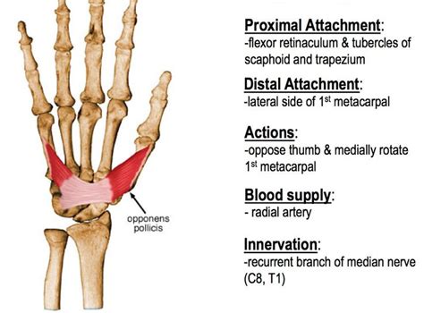 Opponens Pollicis ... | Median nerve, Kinesiology, Muscle