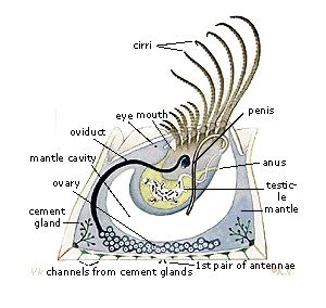 The Life and Times of a Humpback Whale Barnacle