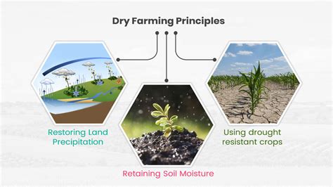 What is Dryland Farming in India? Top Methods to Increase Water Absorption