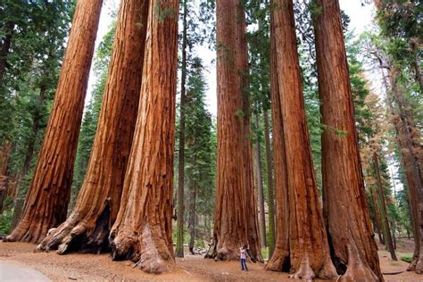 Top Hiking Trails And Trailheads in Sequoia National Forest