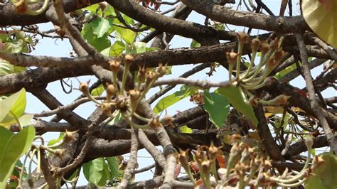 Indigenous Species beneficial for Safed Musli Cultivation. Part-1 © Pankaj Oudhia - YouTube