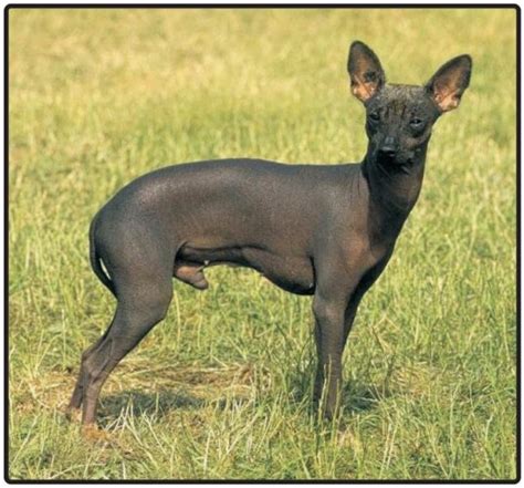 Peruvian Hairless Dog-Puppies and Dogs for Sale – Jelena Dogshows