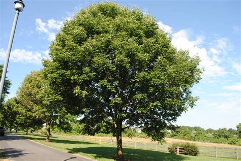 White Ash Ash Tree, Trees, July, Autumn, American, Purple, Plants, White, Design