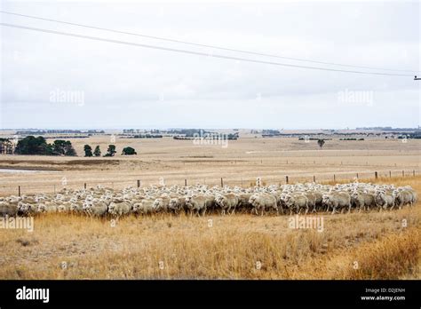 Droving a mob of sheep to a new paddock Stock Photo - Alamy