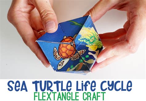 Sea Turtle Life Cycle Flextangles - The Crafting Chicks