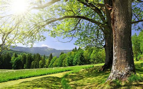 HD wallpaper: Summer forest trees, grass, green, sun glare | Wallpaper Flare