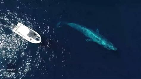 Stunning drone video captures massive blue whale swimming near boat | FOX 5 DC