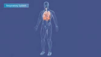 Animation of the human respiratory system. Motion Background - Storyblocks