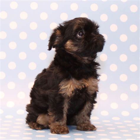 Male Brussels Griffon Puppy for sale Puppies For Sale, Cute Puppies, Cute Dogs, Brussels Griffon ...