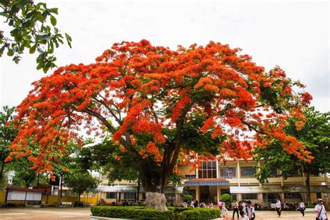 Nhóm Cựu Học Sinh Tổng Hợp BMT 74: Những Cánh Phượng Đầu Mùa