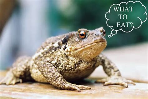 What Do Toads Eat? The Complete Guide To Toad Food - Amphibian Life