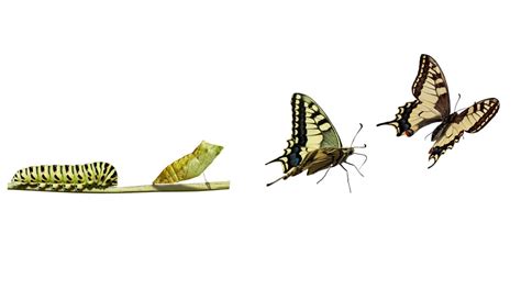 Mimicry in Butterflies: The Muse, the Palette and the Artist - Advanced Science News