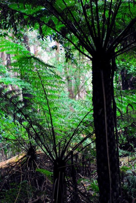 Australia- Australian Tree Fern Forest Stock Photo - Image of forest, green: 124696720