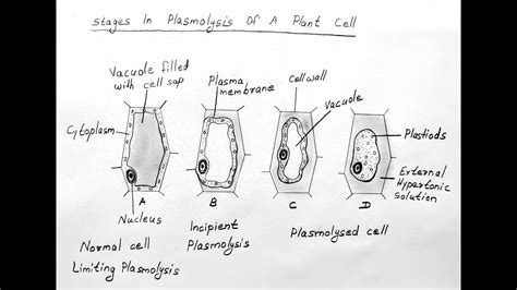 STAGES OF PLASMOLYSIS DIAGRAM FOR CLASS 11 BIOLOGY - YouTube