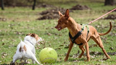 Cómo lograr que tu perro supere el miedo o la agresividad y juegue con otros canes