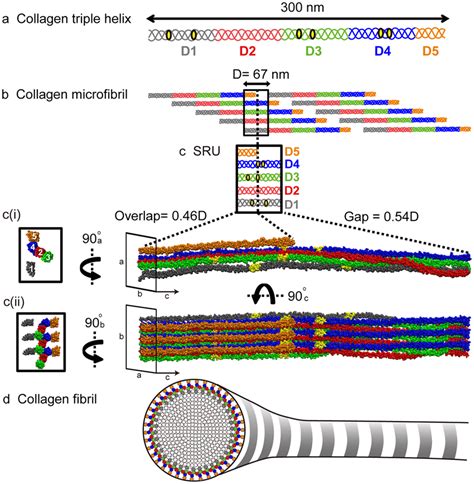 Type I Collagen structural hierarchy. (a) Collagen monomer: The type I ...