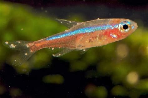 Guppy Diseases, Symptoms, Causes, Cure & Treatment Guide