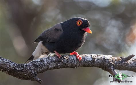 Maputo Special Reserve: Southern Mozambique’s Unknown Birding Gem