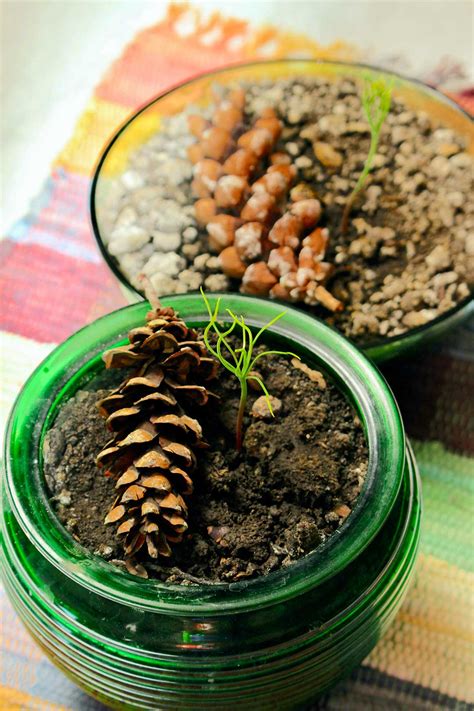 How to Grow a Tree from a Pine Cone - Welcome To Nana's