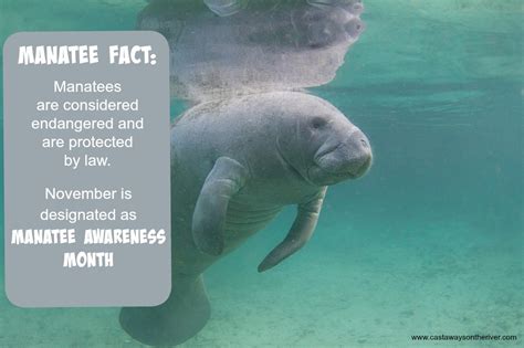 Manatee Awareness: Florida's Gentle Giants