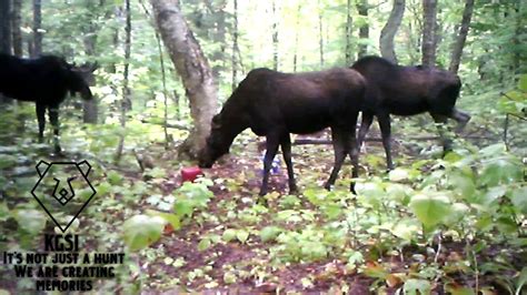 2 Bull Moose & Cow Mating ritual Some Territorial Behavior - YouTube