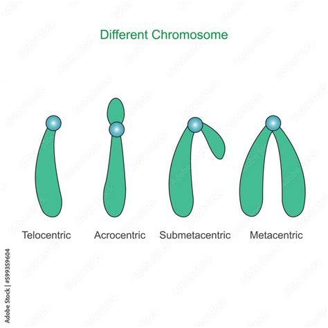 Type of chromosome. Metacentric, Submetacentric, Acrocentric ...