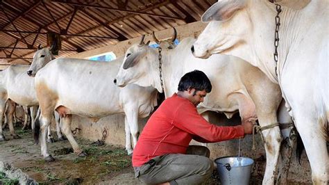 India to become largest milk producer in 2026: Report - The Hindu BusinessLine