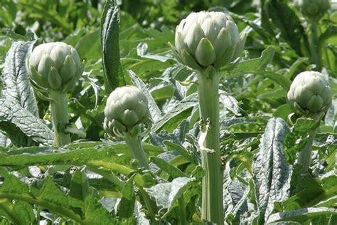 Artichoke Companion Plants - The 15 Best and 3 Worst Plants - Backyard Gardeners Network