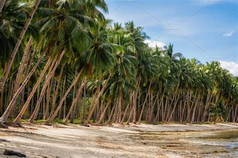 Palm trees on Coconut Beach | High-Quality Nature Stock Photos ~ Creative Market