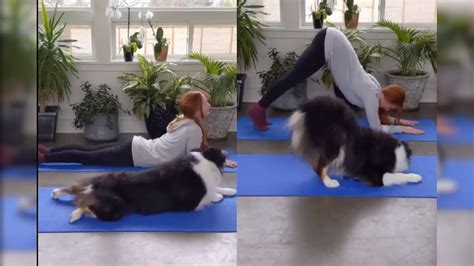 Watch: Adorable Dog Perfects Every Yoga Pose Its Owner Performs, Video Goes Viral