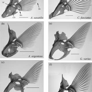 (PDF) Structure, Function, and Neural Control of Pectoral Fins in Fishes