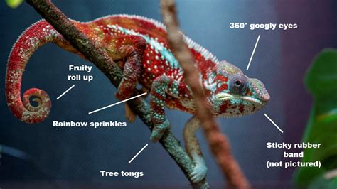 Chameleon Anatomy