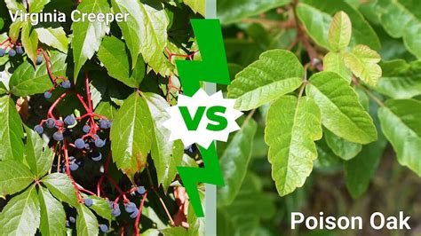 Virginia Creeper vs. Poison Oak: Which One Is More Dangerous? - A-Z Animals