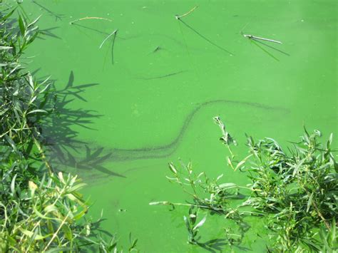 Veterinary toxicologist warns of blue-green algae dangers to livestock, pets| Kansas State ...