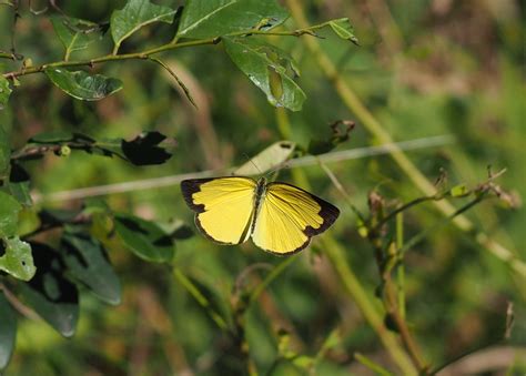 A Common Grass Yellow butterfly Fraser, Butterflies, Insects, Common, Coast, Australia, Birds ...