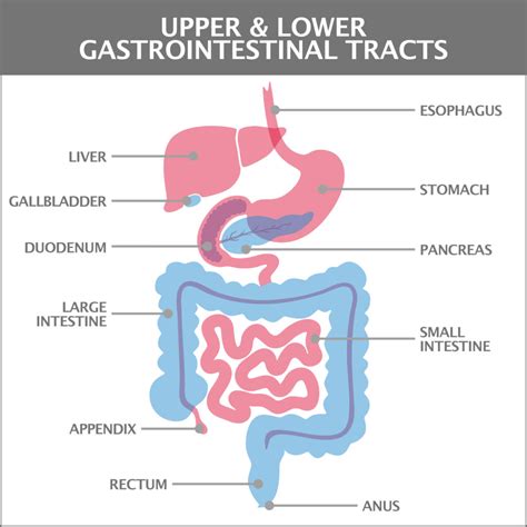 What's the Difference in Upper GI Issues Versus Lower GI Issues?